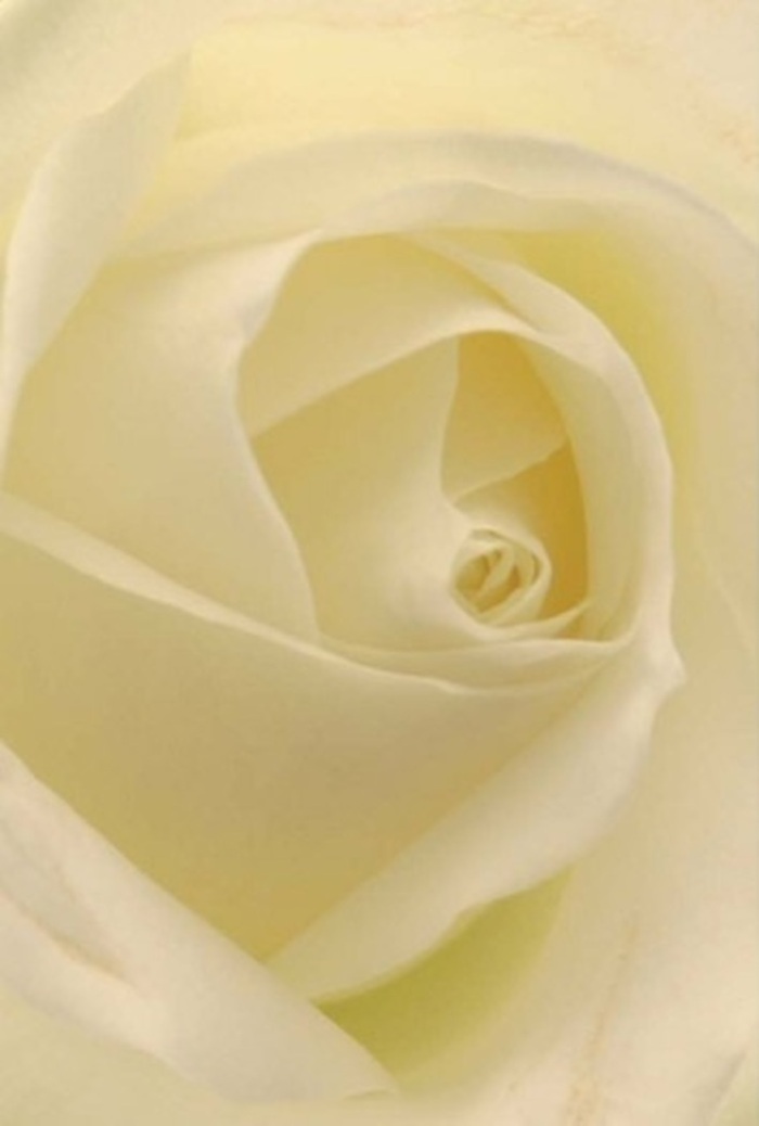 From the soft heart of North Ockendon emerges an exquisite rose, its unfurling petals illuminated by gentle, natural light reminiscent of tranquil mornings near Fen Lane. The bloom's palette weaves together pure white and milky cream, each layer of velvety texture curling inward in a careful, almost meditative spiral. Subtle shadows play between the folds, enhancing the flower's sense of depth and peaceful aura. As a florist, I'm struck by how this rose's serene beauty makes it ideal for expressing deep emotion-be it the joyful beginning of married life, a thoughtful gesture of sympathy, or an elegant centrepiece for a special evening. The nearly translucent tips of the petals are like the passing clouds over North Ockendon Common, fragile yet perfectly placed. A gentle fragrance seems to rise from the bloom, soothing and clean, making this flower a natural choice for those wishing to offer comfort or celebrate cherished milestones in and around North Ockendon.